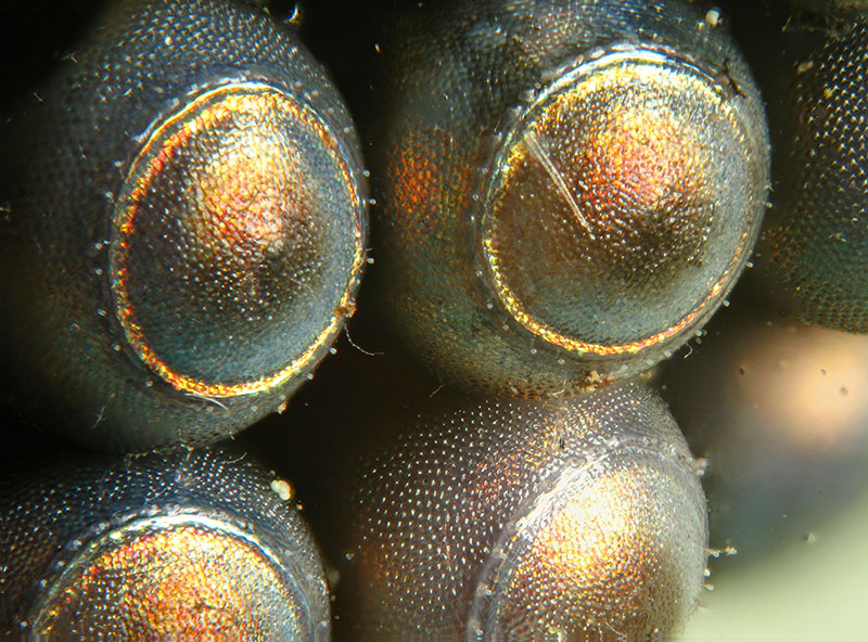 Uova di Rhaphigaster nebulosa parassitate da Braconidae